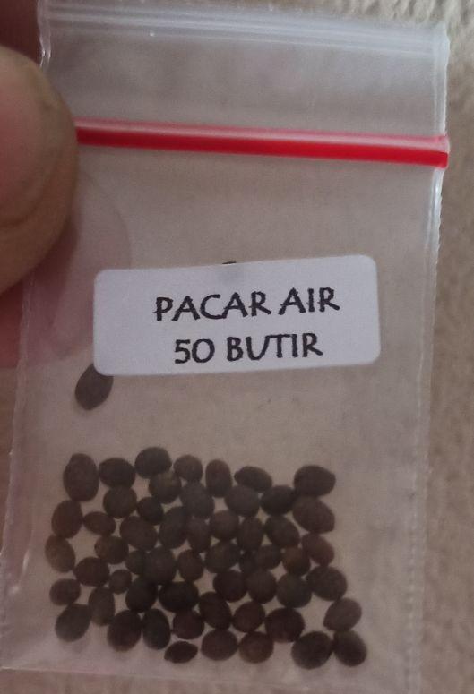 Product Introduction of biji benih tanaman bunga pacar air tumpuk mix warna siap semai 4