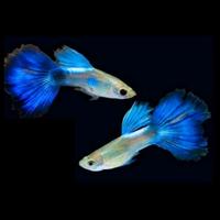 Gambar ikan hias air tawar Guppy Blue Diamond hiasan aquarium / aquascape dari Zeed aquatic Kota Tangerang Selatan 2 Tokopedia
