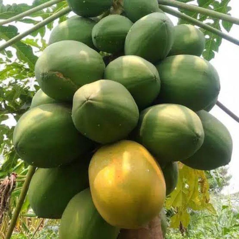 Benih Bibit Buah Pepaya Bangkok Unggul Pepaya Thailand 6