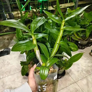 Dendrobium V.12 (04/04/26) / Anggrek bulan dewasa / pasca berbagai macam id 1 kg muat 2 plant