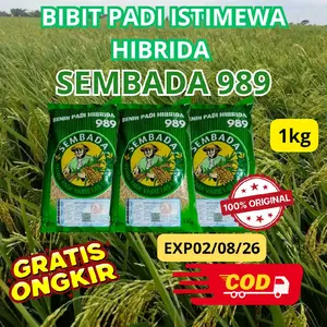 BIBIT PADI SEMBADA 989 EXP02/08/26 KEMASAN 1 KG HIBRIDA SUPER ISTIMEWA BENIH PADI VARIETAS ORIGINAL 100% QUALITY