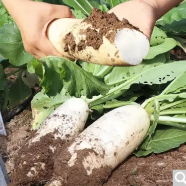 White jade spring white radish seeds autumn fruit radish four seasons balcony vegetables white jade spring radish seeds