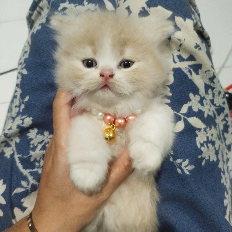 Kalung Kucing Kupu-kupu ||  Model: KK-001 1