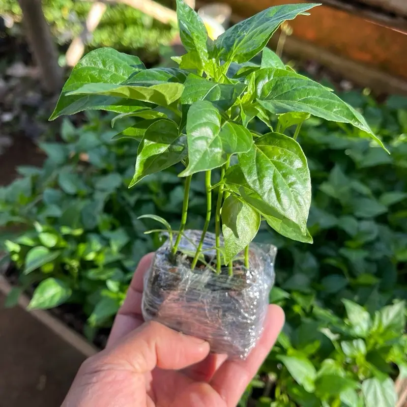paket 50bibit caberawit merah / pedas siap tanam ekonomis