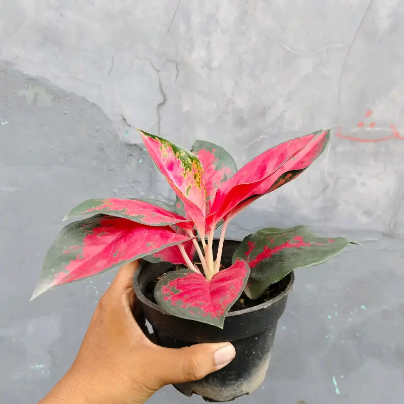 Aglonema Suksom jaipong Daun 8 2