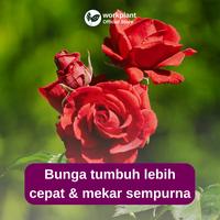Gambar Workplant - Bloom Booster Pupuk Organik Cair untuk Bunga Lebat Minim Rontok & Mekar Sempurna - Bloom Booster dari workplant official Kota Surabaya 3 Tokopedia