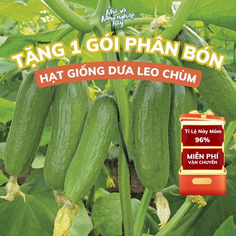   TẶNG PHÂN BÓN  5 Gói Hạt Giống Dưa Leo Chùm Baby F1 Tỉ Lệ Nảy Mầm >90% Loại Hạt Thuần Chủng 