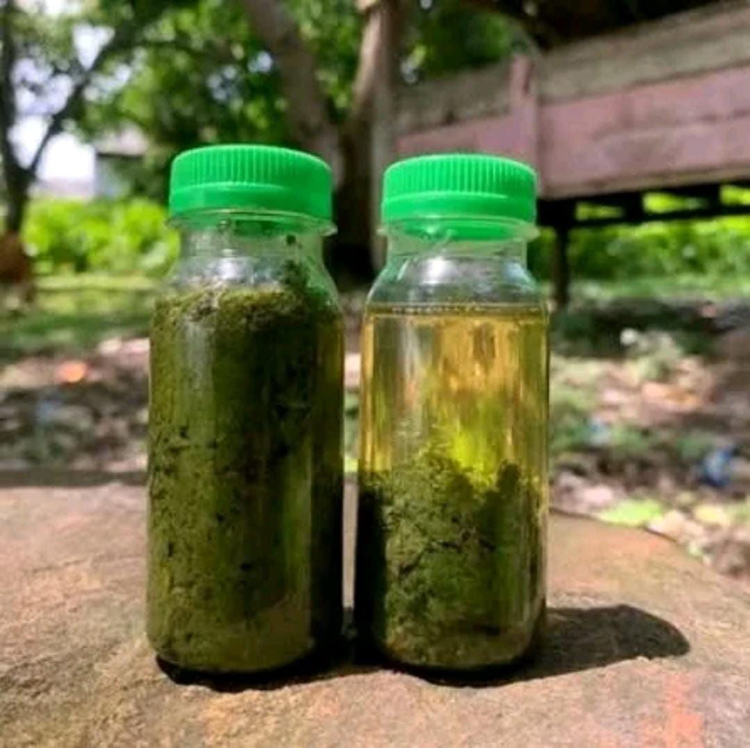 Alvino Minyak Asli Papua Original BPOM Minyak Kesehatan & Perawatan Herbal Alami Aman Tanpa Bahan Kimia Berbahaya