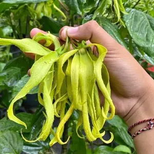 bibit bunga kenanga tinggi 40-50cm