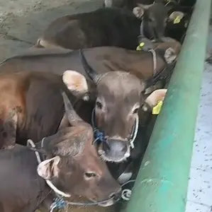 Sapi Bali ( Free Ongkir Jabodetabek )