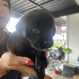 Tenda Lipat Portable untuk Kucing & Anjing - Rumah Kucing Outdoor, Kandang Groomer, Cat Sleeping Bag Multifungsi (Playpen & Rumah Melahirkan) Tersedia Varian Alas Urine (Pet Pad)