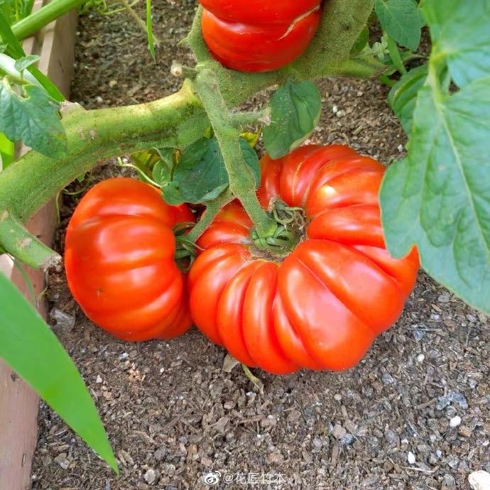 100 SEED-Rugantino Heirloom Tomato Seed | Big Tomato, Benih Tomato ...