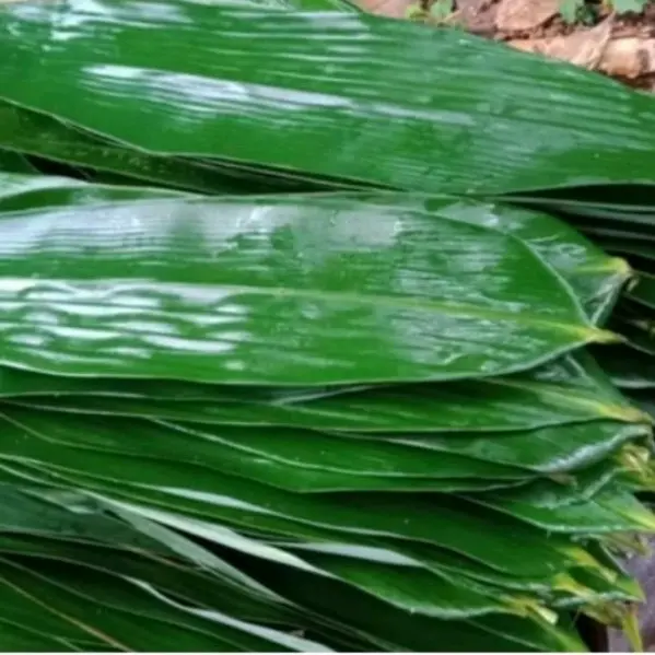 Daun Bambu Jumbo Bungkus Bacang Untuk Pengemasan Lebih Rapi