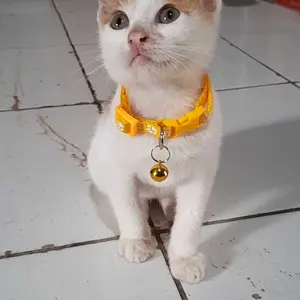【30/50 PCs】Kalung Kucing Collar Hewan Peliharaan Kalung Kucing Lonceng KalungKucing Anjing Kalung Hewan Peliharaan