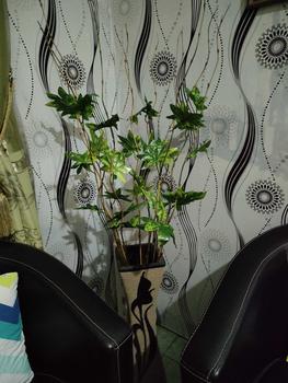 Product Review of 10 Batang Bambu Ulir Natural Variasi Daun  (Tidak Termasuk Vas/Pot) from E**i 0
