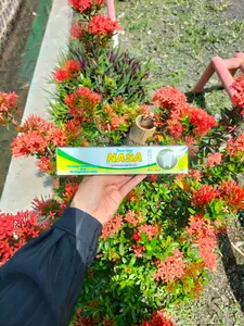 Pasta Gigi Nasa (PGN) I Mengatasi Permasalahan Mulut I Mencegah Gigi Berlubang I CosmeticViral01