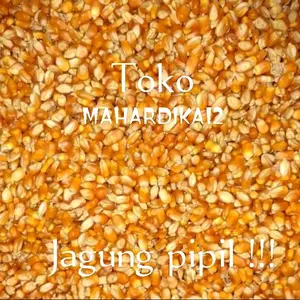 JAGUNG PIPIL PAKAN MAKANAN AYAM 1 KG