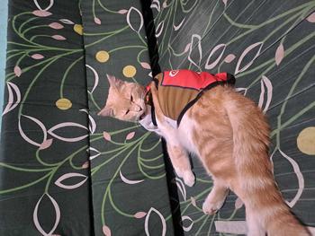 Product Review of Pakaian Kucing/Anjing/Kaos Basket/Baju Kucing Musim Panas/ Baju Kucing / Anjing Bola Basket from t**4 0