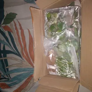 tanaman air apu-apu tanaman apung tanaman aquascape