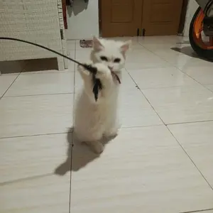 Clever Solutions - ( Bisa COD ) Wormycat Obat Cacing Kucing
