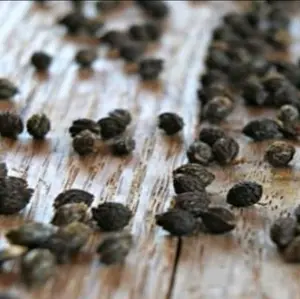 Biji Pepaya Kering 5gr Rempah Alami