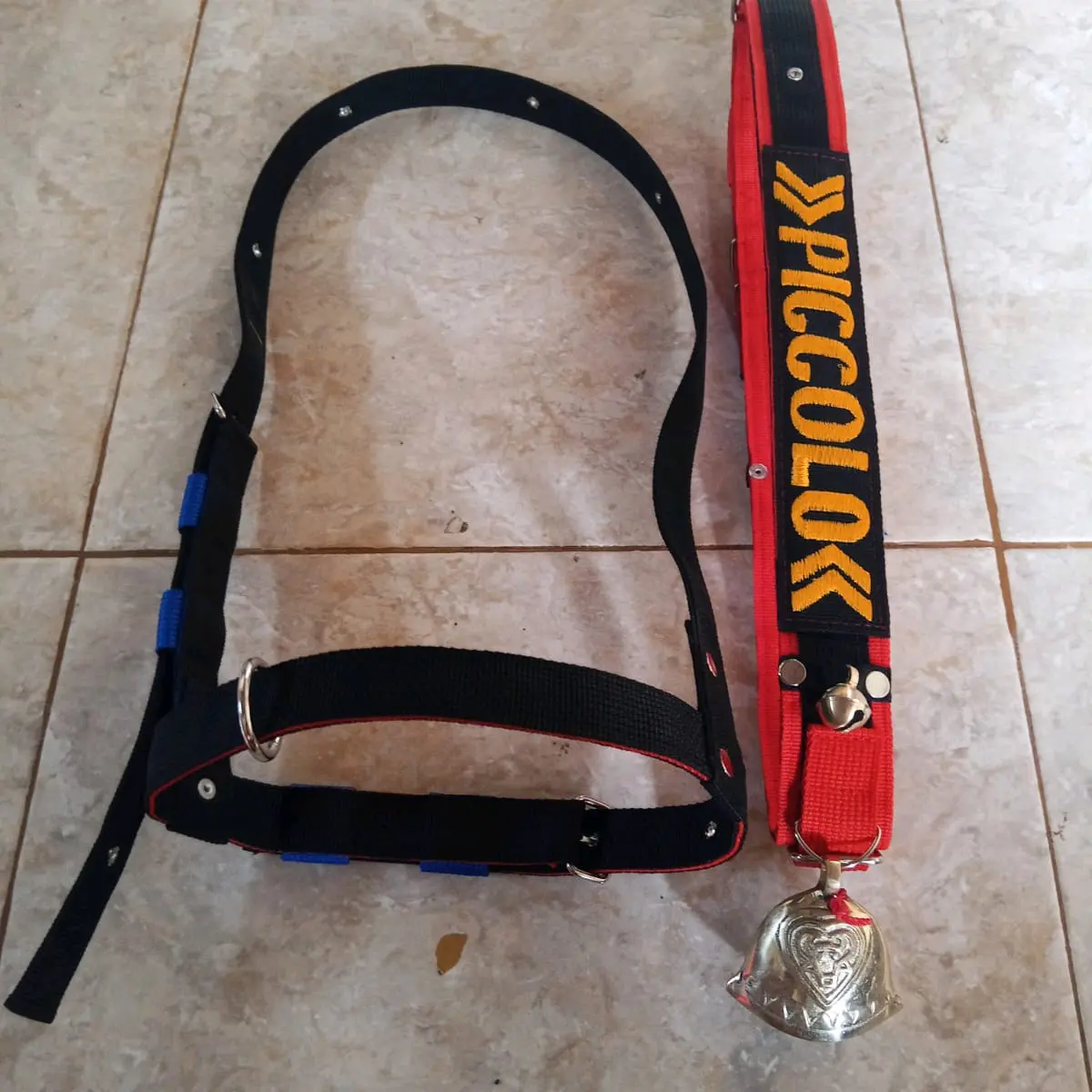1 set brangus+ kalung sapi