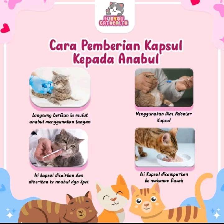 Fur You Kapsul Susah Pipis Flutd pipis berdarah kencing berdarah pada Kucing 2