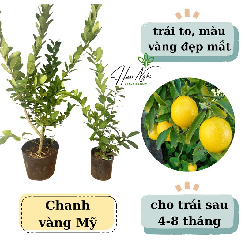 Cây giống Chanh vàng Mỹ, chanh vàng, trồng chậu kiểng, chanh mỹ