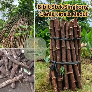 Bibit Ketela / Singkong Madu Pulen