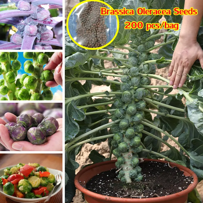 [Fast Grow] Ready Stock 200Pcs Hybrid Dwarf Brassica Oleracea Seeds Organic Bonsai Spore Cabbage Vegetables Seeds for Planting Microgreens Seeds Air Plant Flowers Seeds Indoor Real Live Plants for Sale Easy To Planting In Local Home & Garden