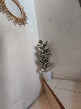 Product Review of TANAMAN ARTIFICIAL KETAPANG  PUTIH 23DAUN(sudah+pot) from n**7 0