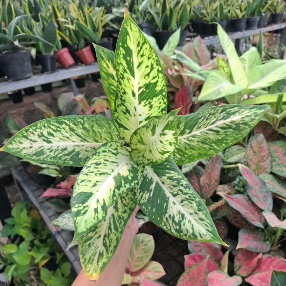 Tanaman Hias Aglonema Diven / Sri Rejeki