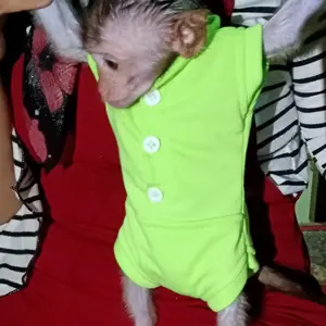 jumpsuit hewan monyet