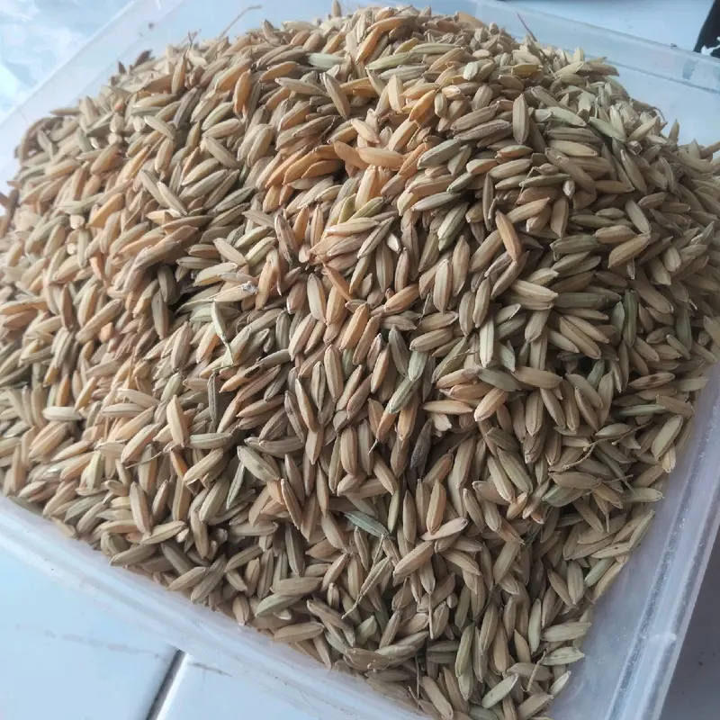 PROMOO BENIH/BIBIT PADI CIHERANG MADU 2KG 5