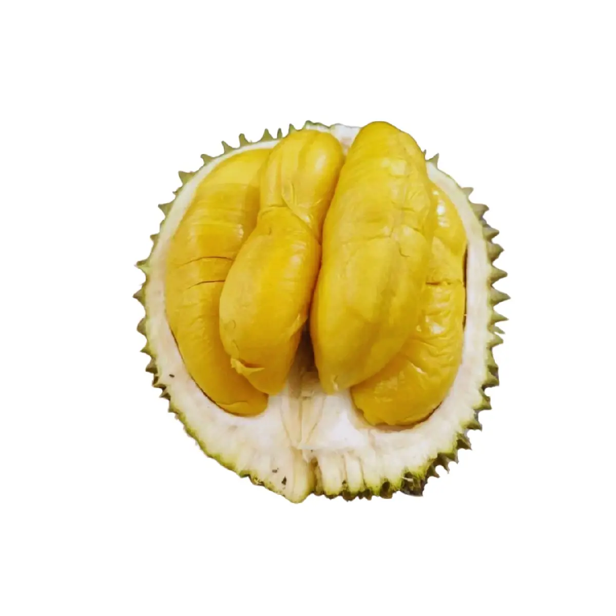 Benih asli Durian ( bibit buah Durian )