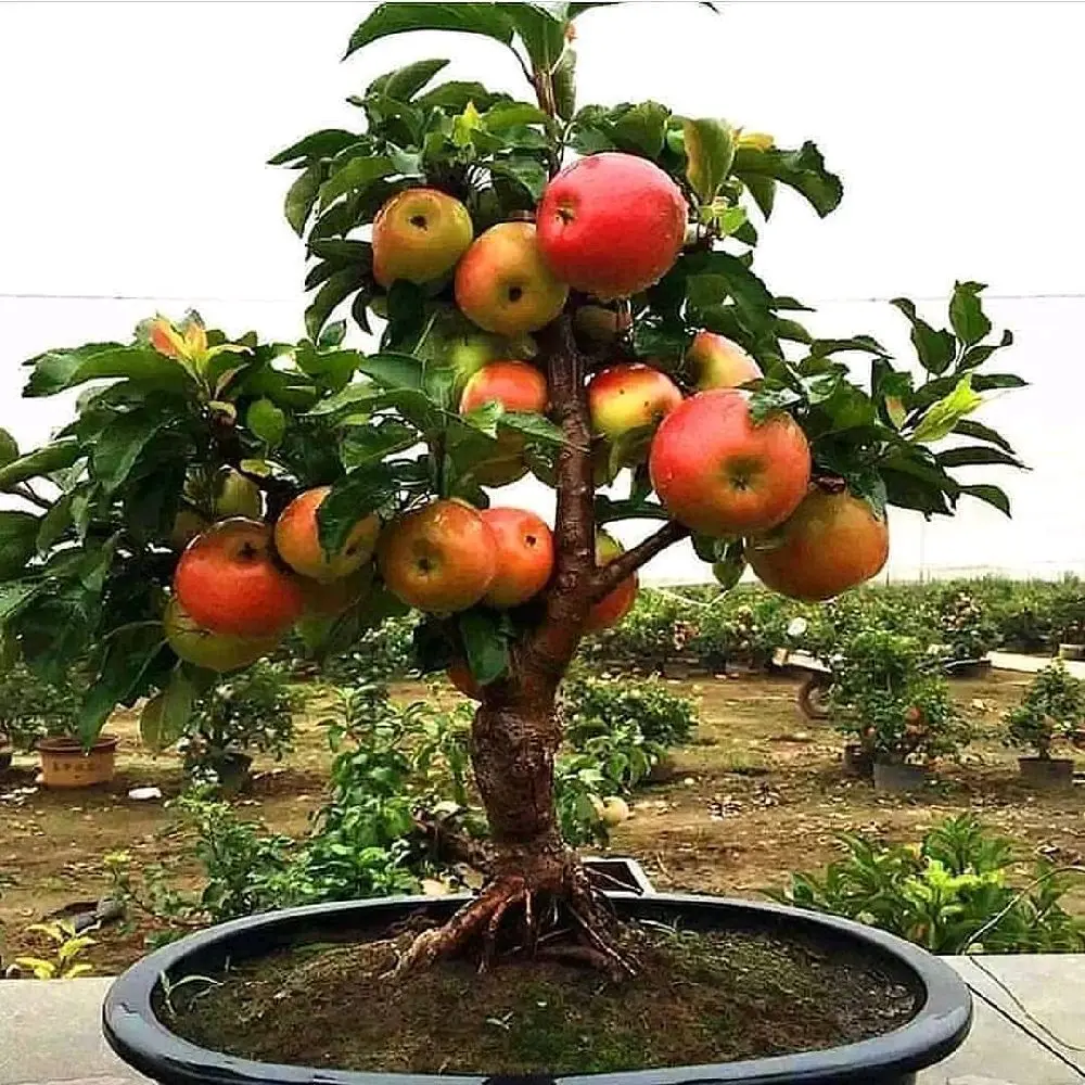 Bibit Tanaman Apel Fuji Merah Cangkok