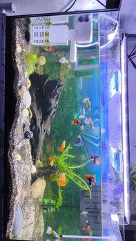 Product Review of 20-90CM 3 Colors LED Aquarium Lamp Aquatic Plant Lamp Fish Tank Light For Living Room Decoration Accessories from P**y M**y 0