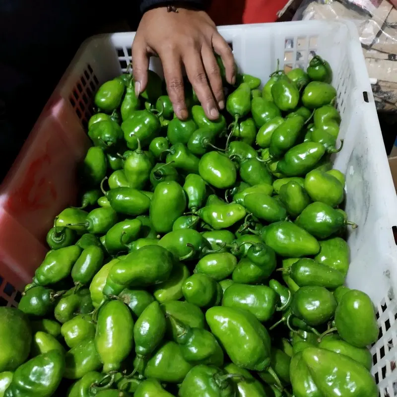 Cabe gendot/cabe kompor 1 kg - cabai segar 1