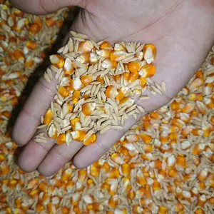 1KG GABAH JAGUNG SUPER MIX UNTUK PAKAN HEWAN TERNAK ATAU AYAM LAGA