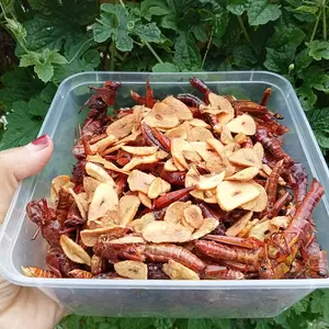 belalang kayu besar belalang kayu jati,bisa reuqest rasa gurih,bacem manis atau pedes