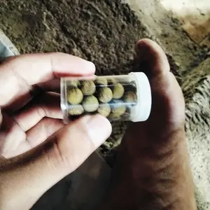 Jamu merpati hercules  lomba jamu hercules  kolong GIRING KEKET TENAGA MAKSIMAL NAFAS PANJANG MERPATI  KOLONG MERPATI BALAP MERPATI KOLONG MEJA MERPATI KOLONG BEBAS