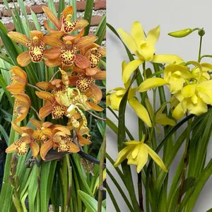 Anggrek cymbidium bagus rimbun