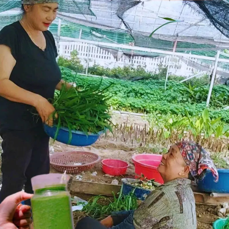 1 bầu cây LINH CHI THẢO già đang đẻ nhánh 5