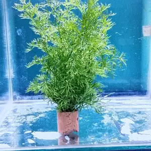watersprit/pakis air media pot hiasan akuarium tanaman per 1pot