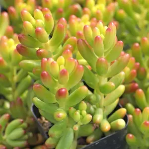 Sukulen Sedum Jelly Bean / Tanaman Hias Jelly bean