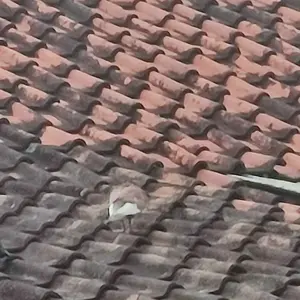 Jamu Merpati Hercules STABIL TERBUKTI JUARA 100 Butir - Menjaga Kesehatan Burung Anda dengan Stamina Kuat & Nafas Joss