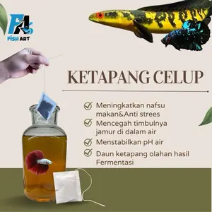 Ketapang Celup Hasil Fermentasi Pasti Lumer