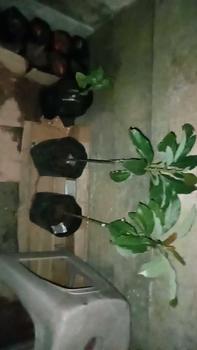 Product Review of (L) paket buah artificiall isi 2 cocok untuk hiasan from A**k B**a 1