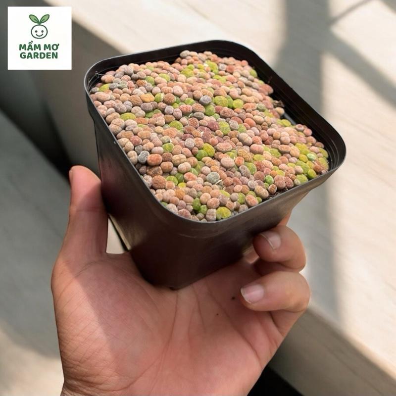 Chậu 100 cây sen đá Lithops baby mini - cây sống 100% - nhiều màu cực xinh - dễ chăm - chậu đen nhựa cao cấp - combo độc lạ rẻ sống thật