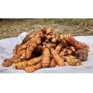 Kunyit / Kunir Segar 1kg Herbal Alami Bahan Masakan